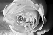 14th May 2015 - A rose 
