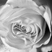 A rose  by novab