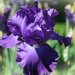 Purple Iris Staredown by alophoto