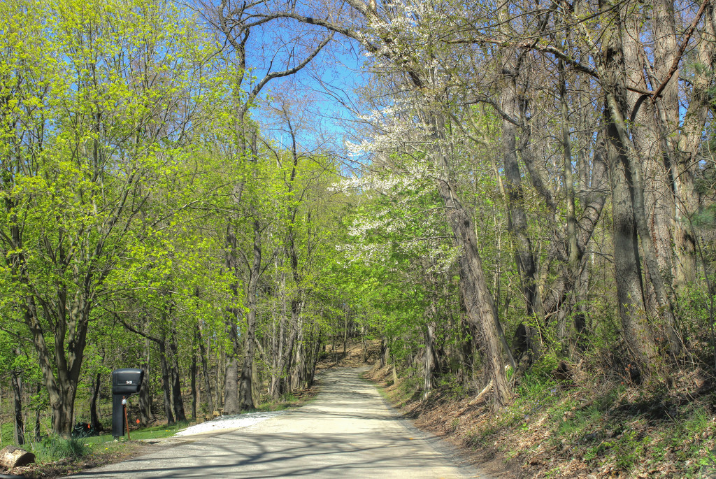 Country road in spring by mittens