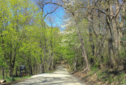 14th May 2015 - Country road in spring