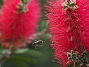 14th May 2015 - Bee in a Bottle Brush