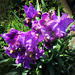 Irises Along The Wall by yogiw