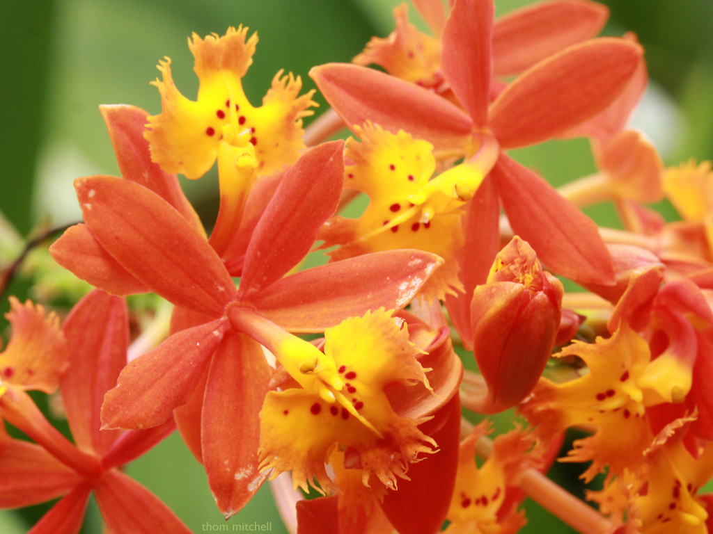 Fire star orchid by rhoing