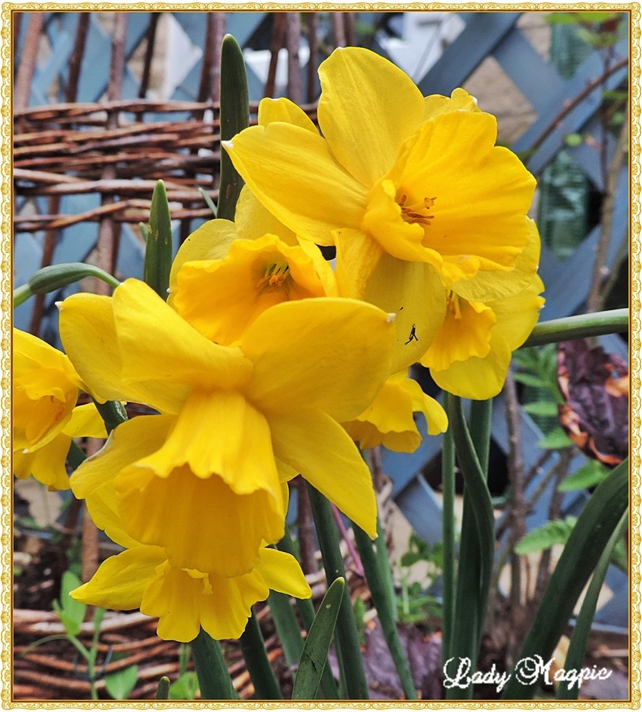 Multi-Headed Daffodils by ladymagpie