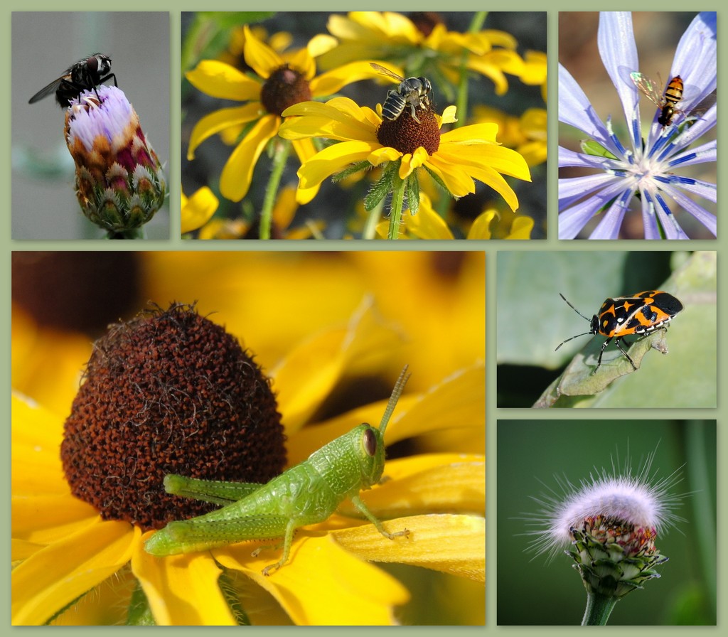 Insect Collage by genealogygenie