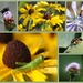 Insect Collage by genealogygenie