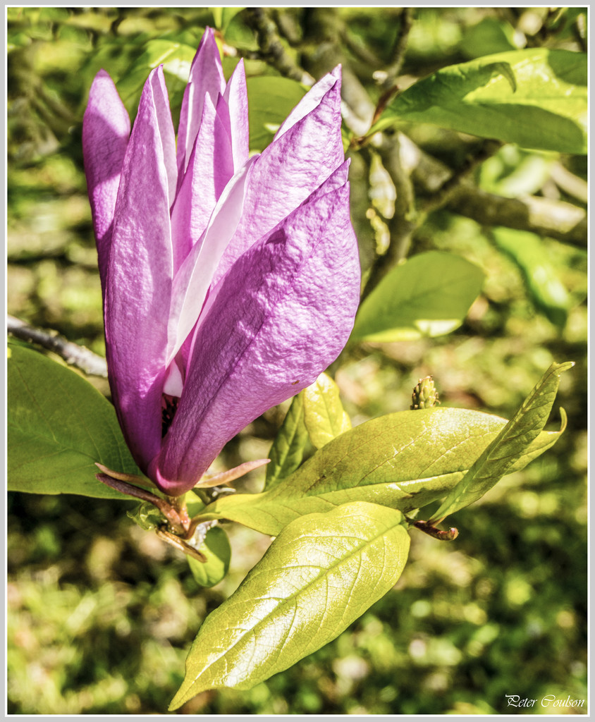 Purple Magnolia by pcoulson