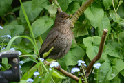 13th May 2015 - Another Blackbird