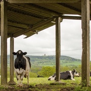 14th May 2015 - Cows with a view