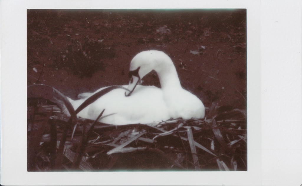 Nesting Swan by mattjcuk