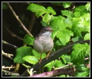 14th May 2015 - Not sure what this is but think it's a whitethroat