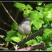 Not sure what this is but think it's a whitethroat by rosiekind