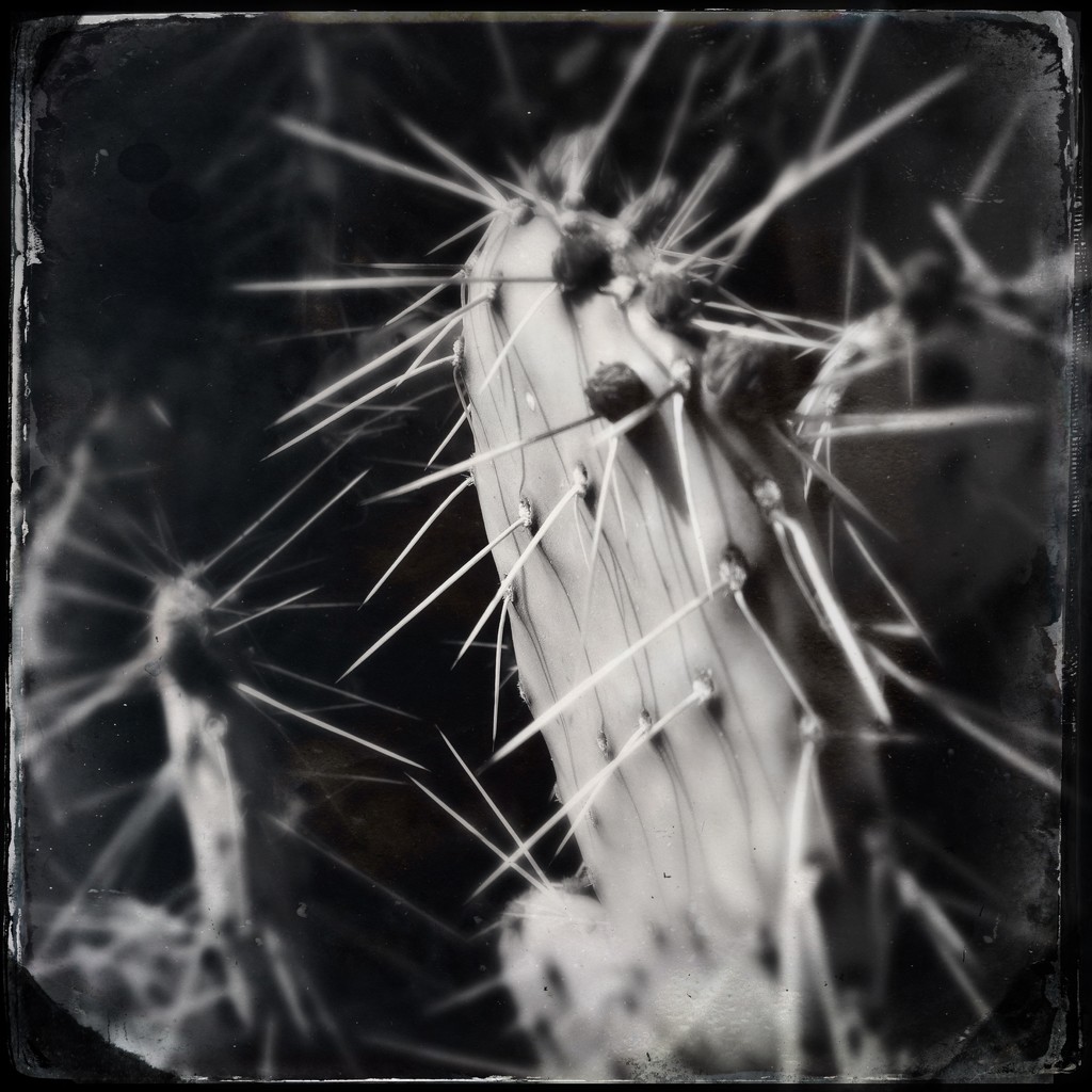 Monochrome Cactus by jeffjones