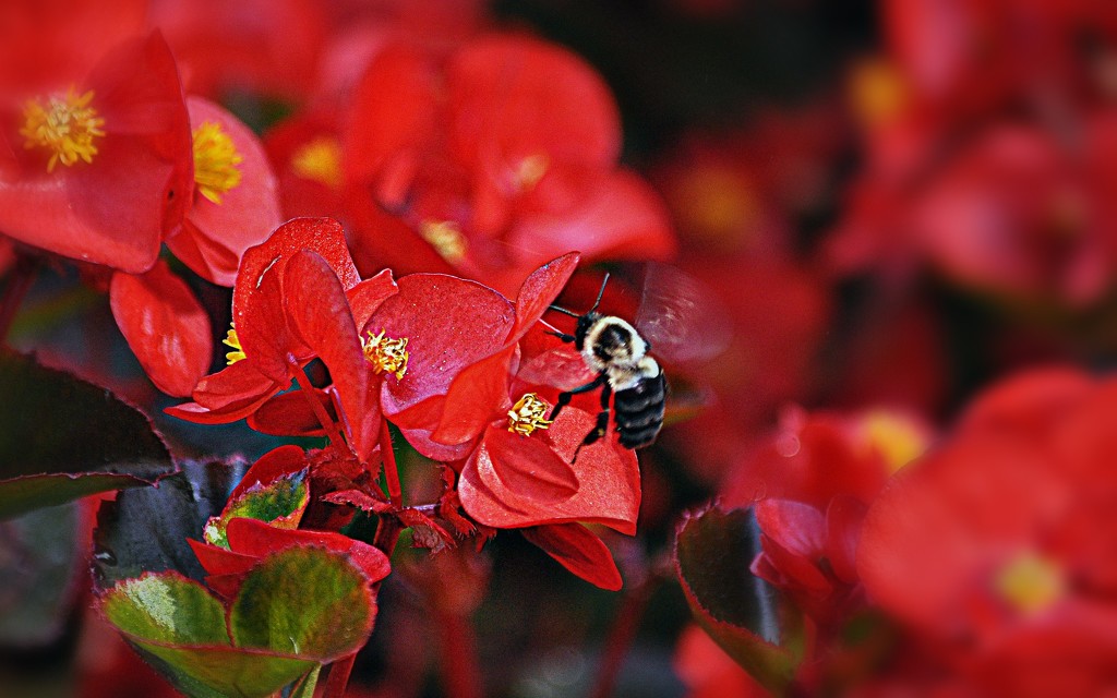 Bumbling the Begonias by peggysirk