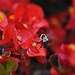 Bumbling the Begonias by peggysirk