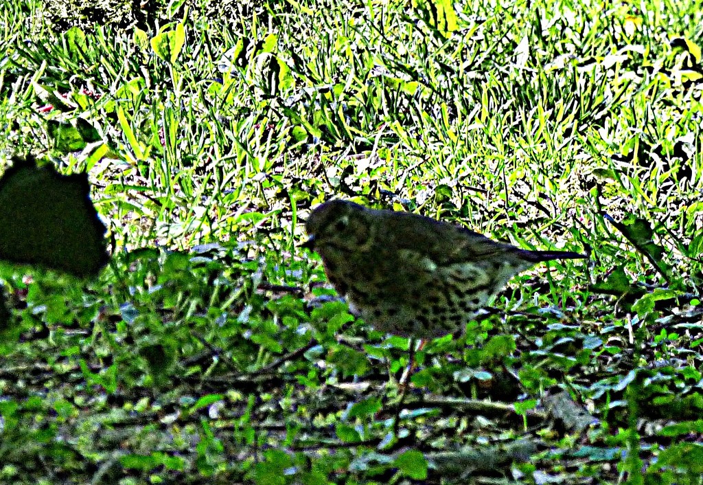 Is it a thrush ?  by beryl