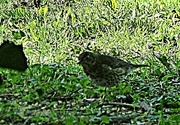 15th May 2015 - Is it a thrush ? 
