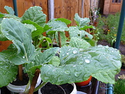 14th May 2015 - Cabbage leaves