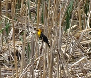 16th May 2015 - Yellow-headed Blackbird