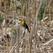 Yellow-headed Blackbird by annepann