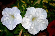 11th May 2015 - White Petunias
