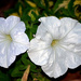 White Petunias by dsp2
