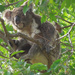 Snug fit by koalagardens