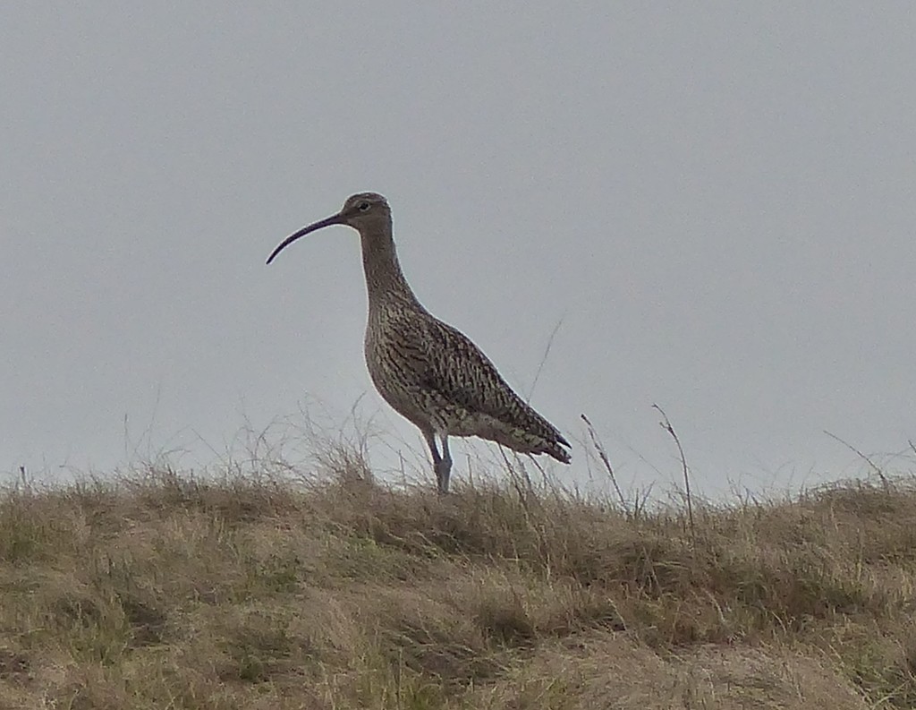  Curlew by susiemc