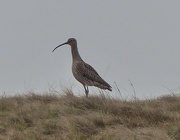 11th May 2015 -  Curlew