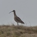 Curlew by susiemc