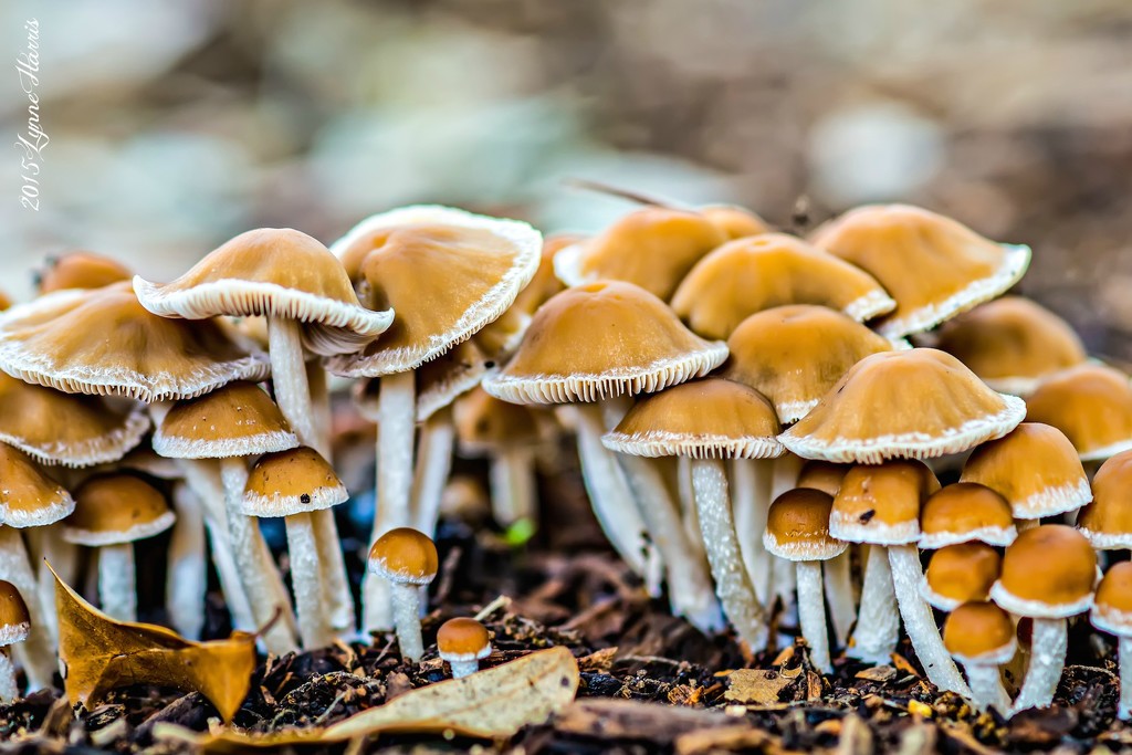 Mushrooms or Truffles? by lynne5477