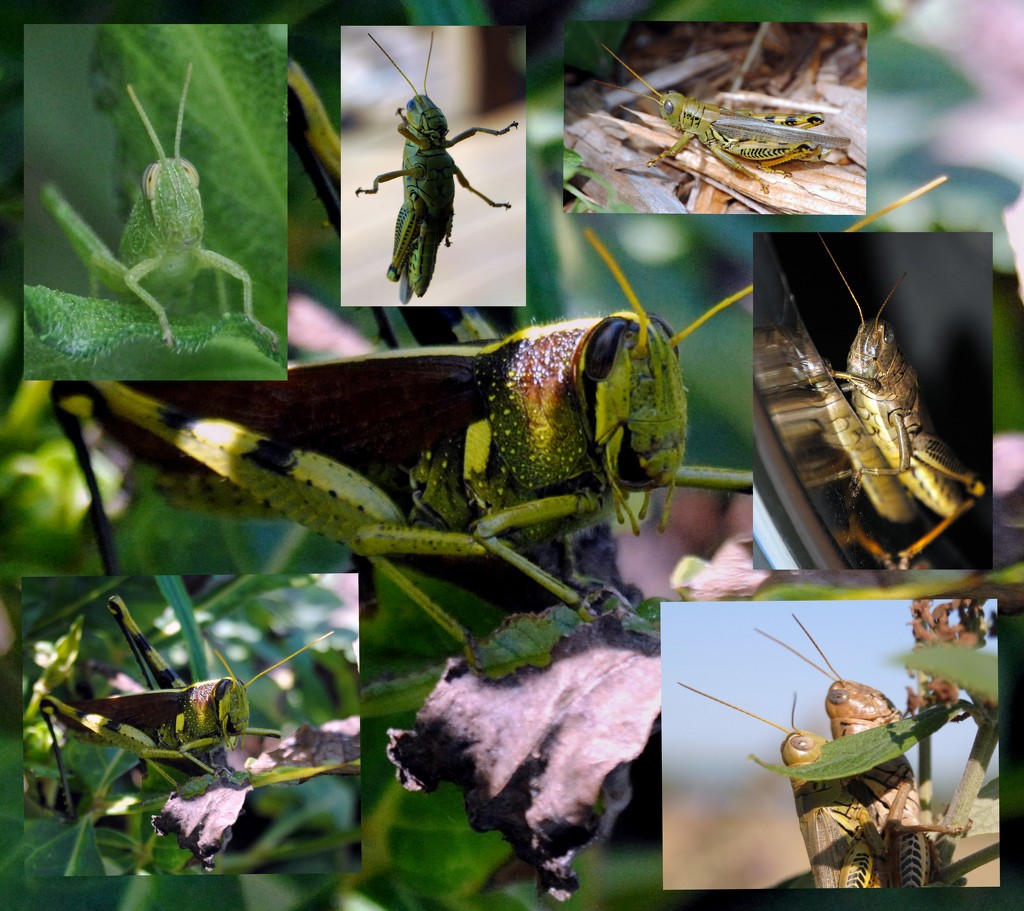 Group of Green Grasshoppers Gripping by genealogygenie