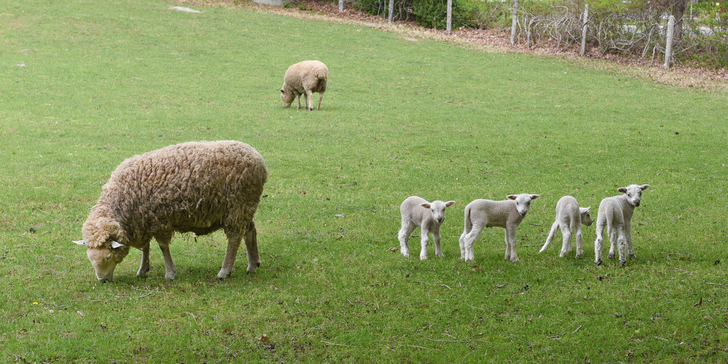 The lambs have arrived! by mccarth1