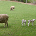 The lambs have arrived! by mccarth1