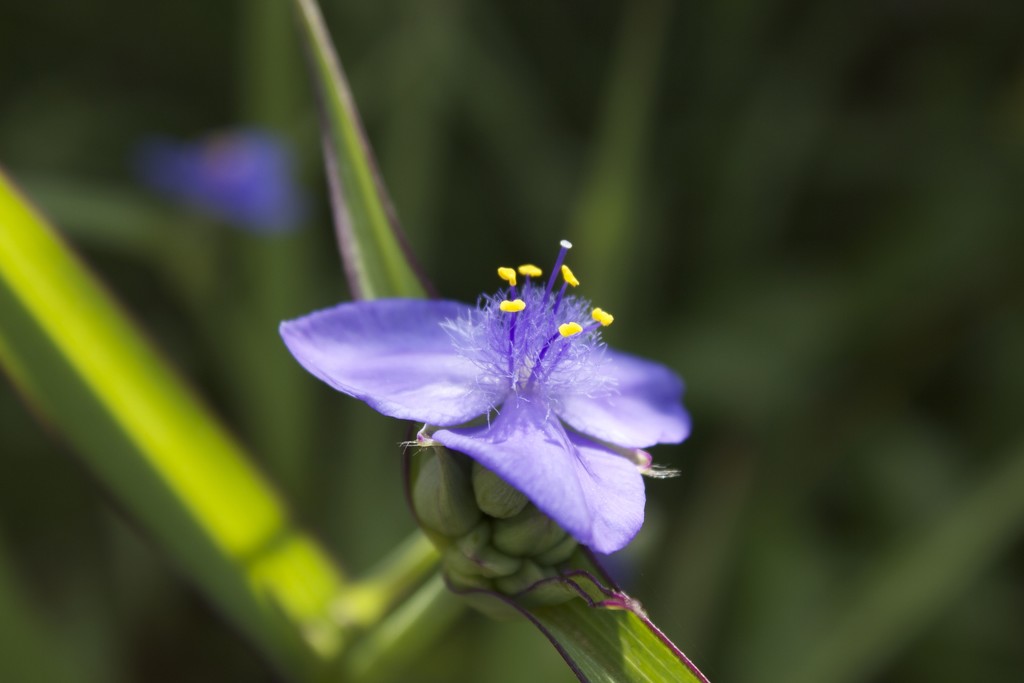 Purple spiderwort by randystreat