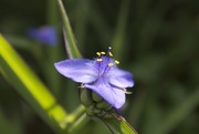 14th May 2015 - Purple spiderwort