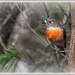 Little bird  by gosia