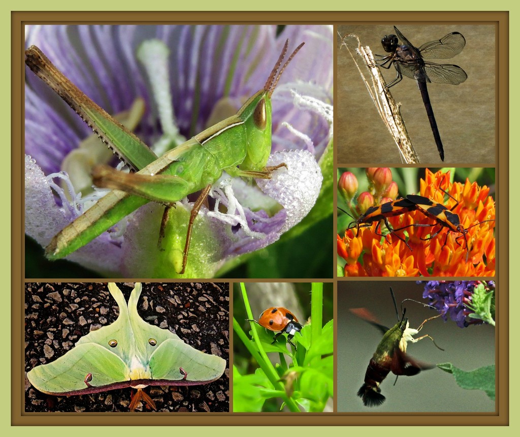 Insects Collage Challenge by milaniet