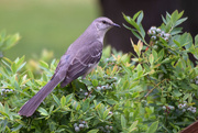 14th May 2015 - Mockingbird: Caught in the Act!
