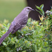Mockingbird: Caught in the Act! by dsp2