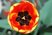 12th May 2015 - Tulip Concept