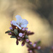 Nanking cherry blossom by sarahlh