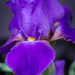 Iris by lindasees
