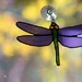 Dragonfly by edorreandresen