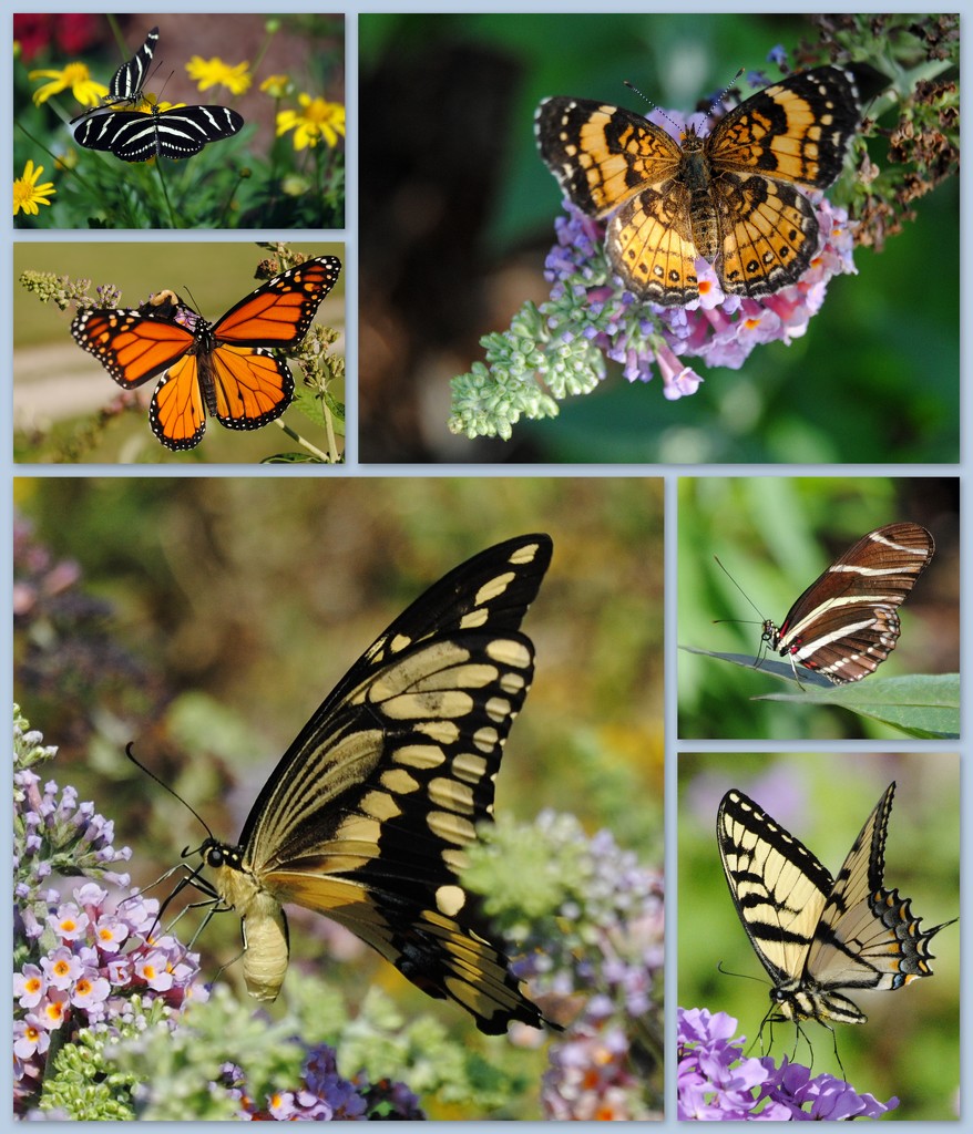 Butterflies - These Are a Few of my Favorite Things by genealogygenie