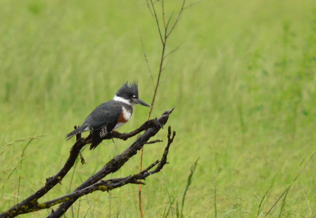 Female Belted Kingfisher by kareenking