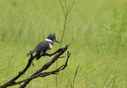 14th May 2015 - Female Belted Kingfisher