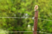 14th May 2015 - Meadowlark in a Kansas Rain