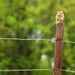 Meadowlark in a Kansas Rain by kareenking